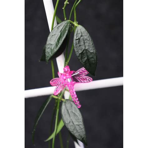 hoya888|Hoya88.